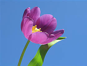 Du học Hà Lan với chương trình Sandwich